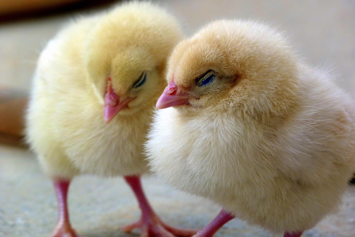 Two Yellow Chicks